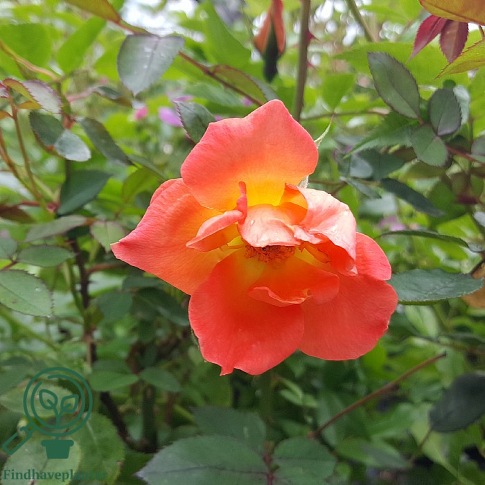Rosa ‘Warm Welcome’ – Find haveplanter