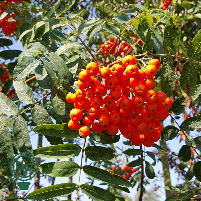 Sorbus aucuparia var. edulis – Find haveplanter