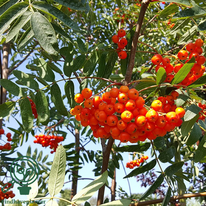 Sorbus aucuparia var. edulis – Find haveplanter