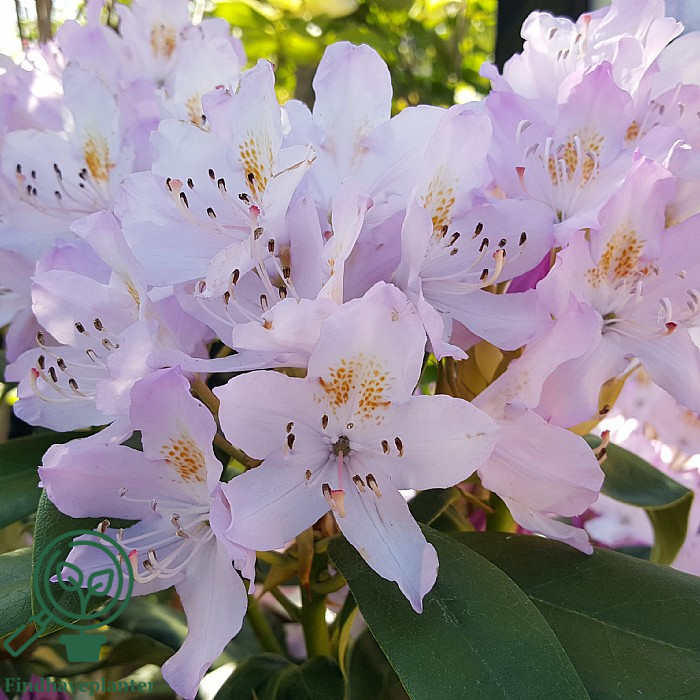 Rhododendron 'Catawbiense Album Novum'  Find haveplanter
