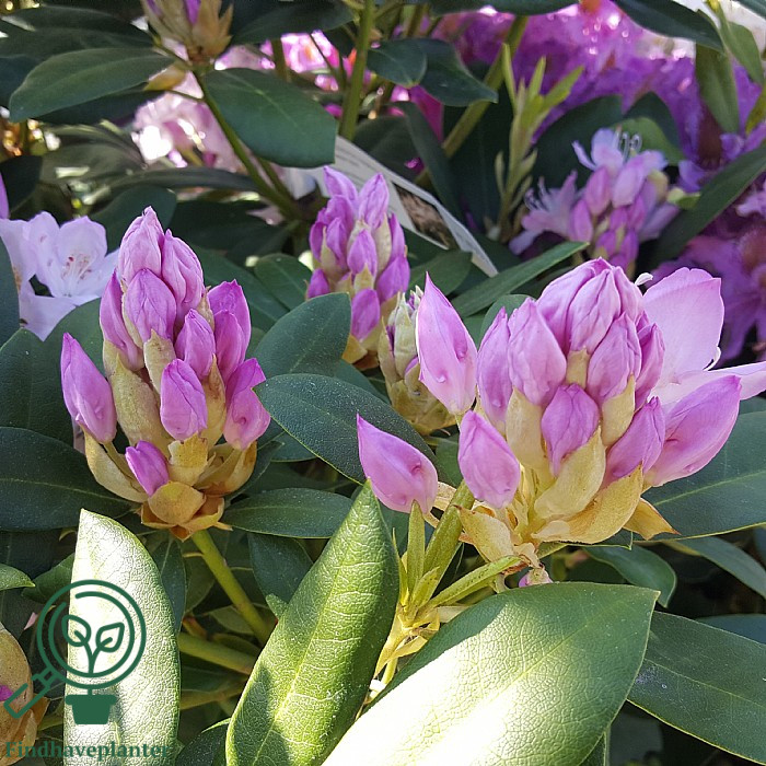 Rhododendron 'Catawbiense Album Novum'  Find haveplanter