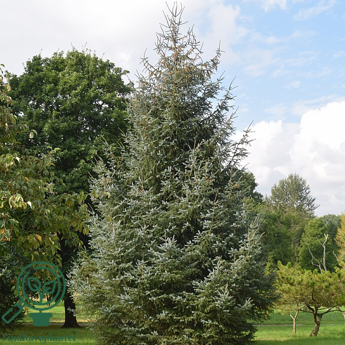 picea-sitchensis-find-haveplanter