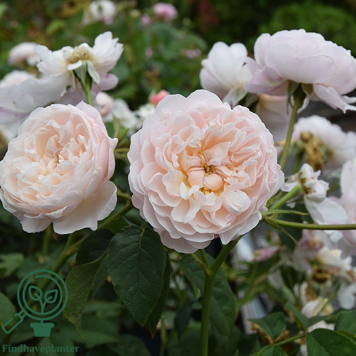 Rosa ‘The Albrighton Rambler’ – Find haveplanter