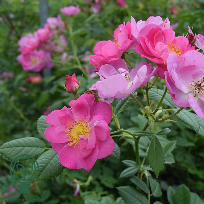Rosa rubiginosa ‘Magnifica’ – Find haveplanter