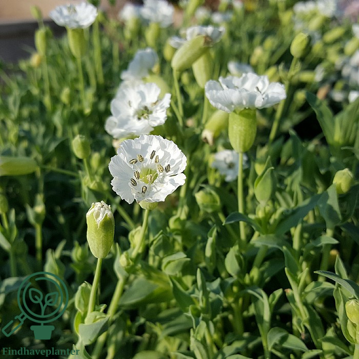 Silene maritima ‘Weisskehlchen’ Find haveplanter