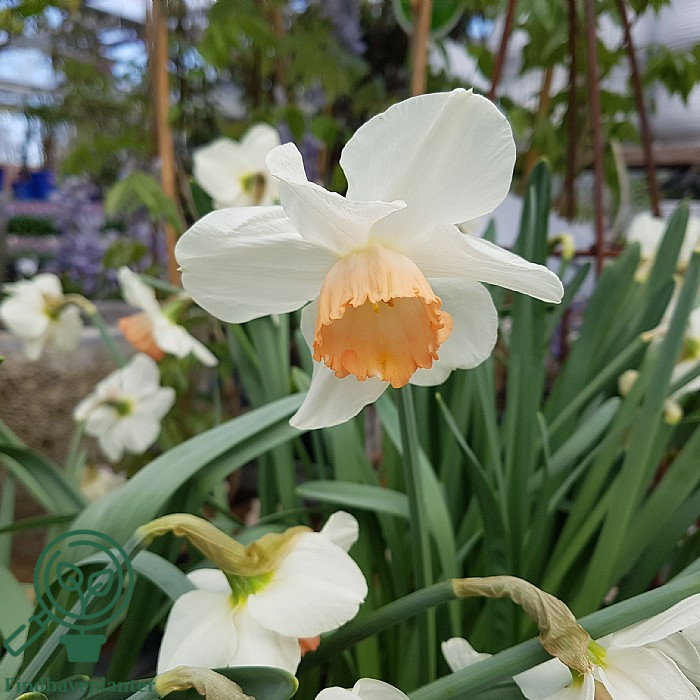 Narcissus ‘Pink Pride’ – Find haveplanter