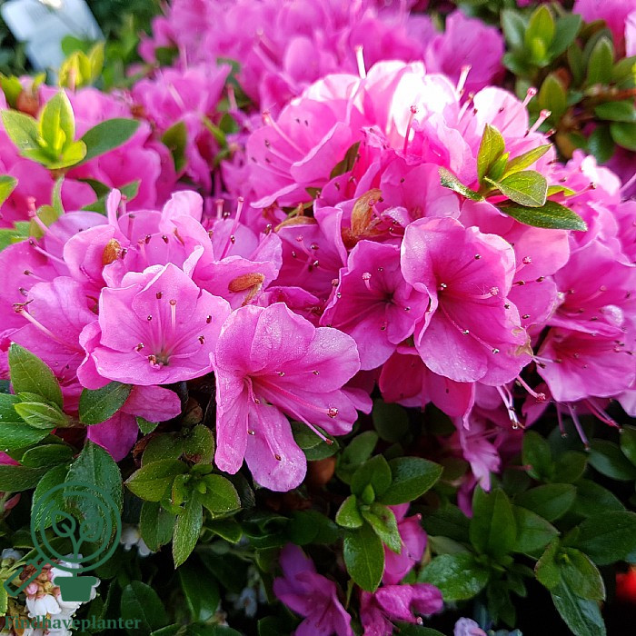 Rhododendron ‘Anne Frank’ – Find haveplanter
