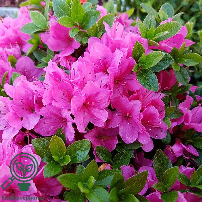 Rhododendron ‘Anne Frank’ – Find haveplanter