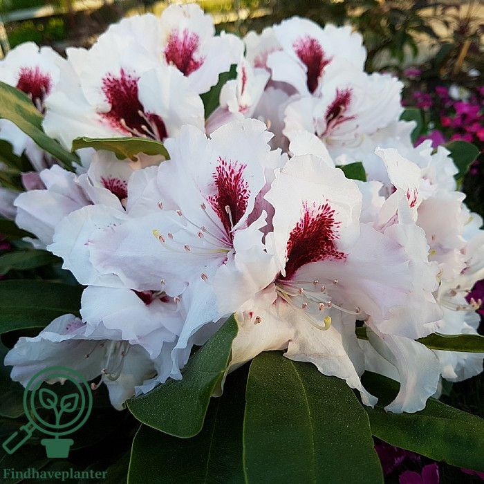 Rhododendron 'Hachmann's Picobello'  Find haveplanter