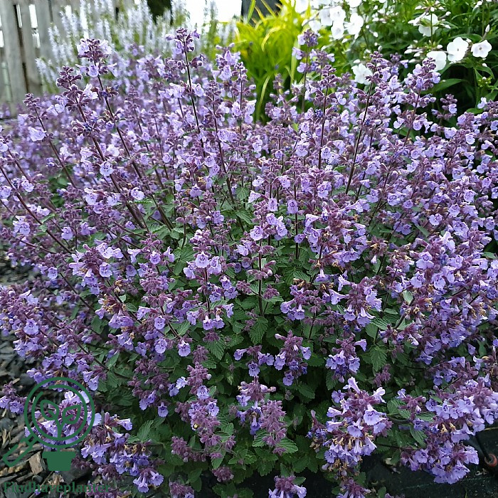 Nepeta x faassenii ‘Kitten Around’ – Find haveplanter