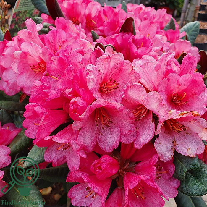Rose Tree Rhododendrum Rhododendron ‘Wine and Roses’ – Find haveplanter