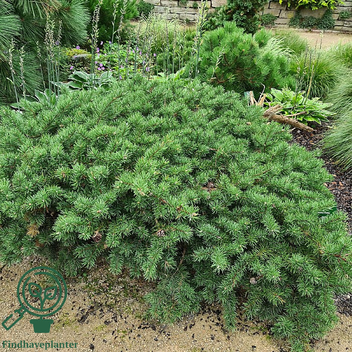 Pinus banksiana ‘Tuckers Dwarf’ – Find haveplanter