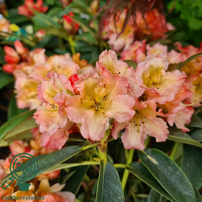 June Fire Rhododendron Rhododendron ‘Sun Fire’ – Find haveplanter