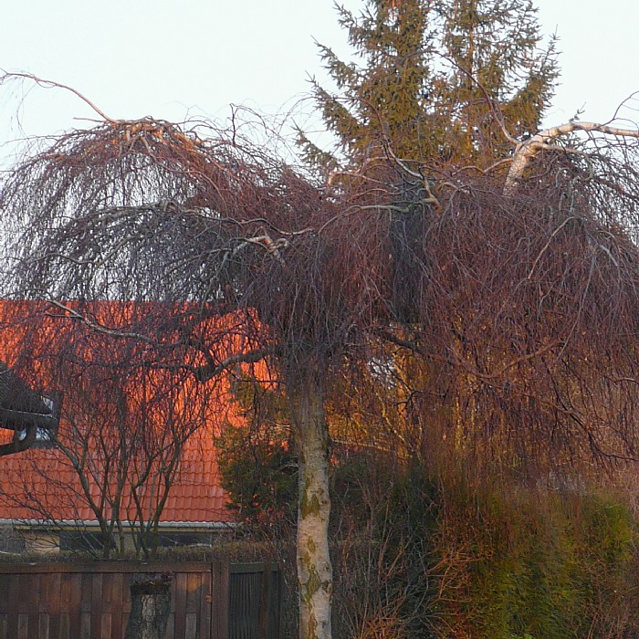 Betula pendula ‘Youngii’ – Find haveplanter