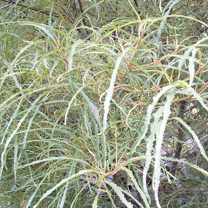 Frangula alnus ‘Asplenifolia’ – Find haveplanter