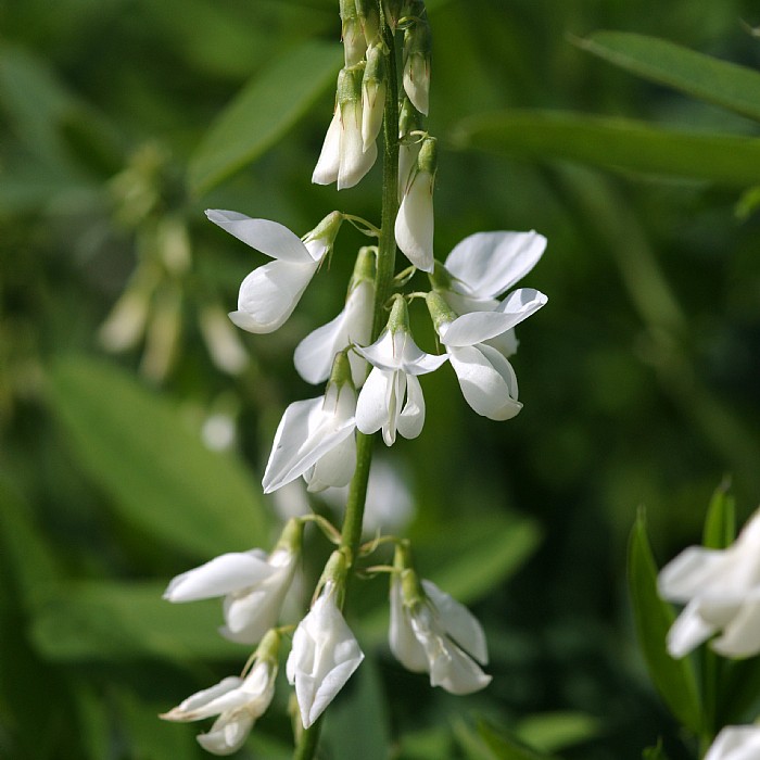 glycyrrhiza-glabra-find-haveplanter