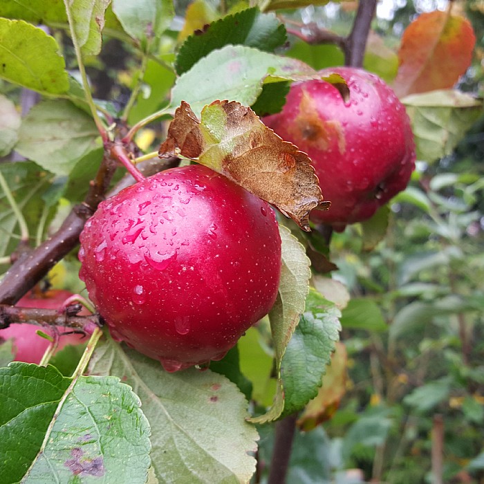 Malus Domestica Summerred Find Haveplanter