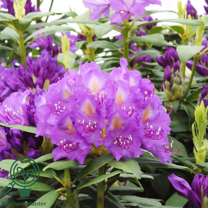 Rhododendron ‘Anna’ – Find haveplanter