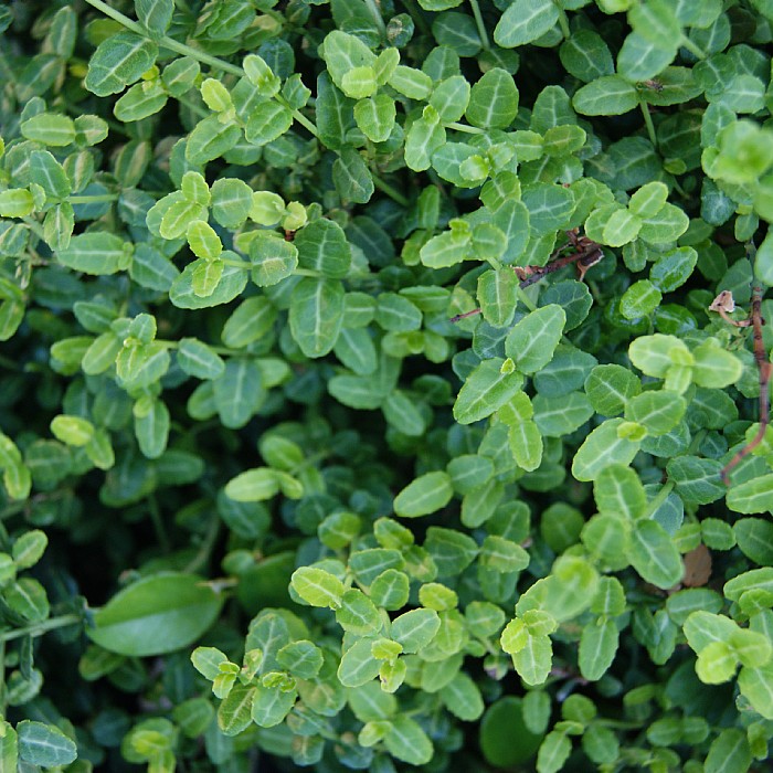 Euonymus fortunei ‘Minimus’ – Find haveplanter