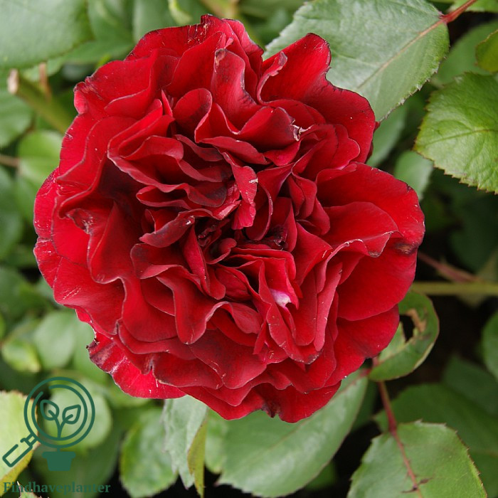 Rosa ‘Nadia Renaissance’ – Find haveplanter