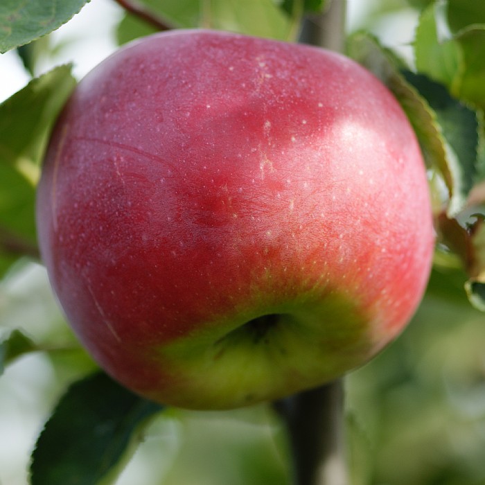 Malus Domestica Aroma Find Haveplanter