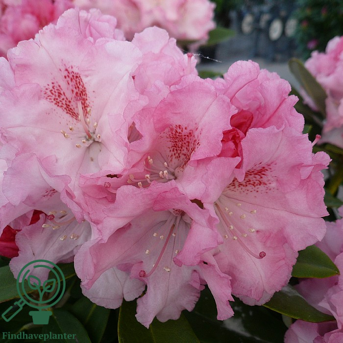 wisteria rosa Wisteria floribunda Rosea | Pink Japanese Wisteria