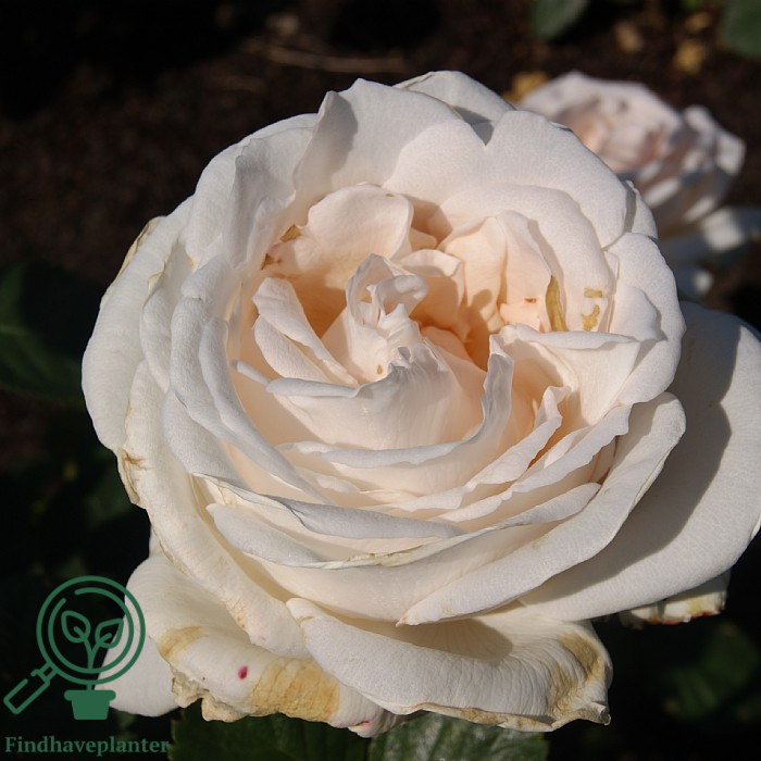 Rosa ‚Helena Renaissance‛ – Find haveplanter