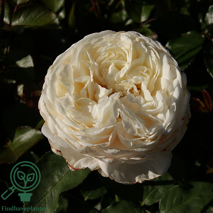 Rosa ‘Nina Renaissance’ – Find haveplanter