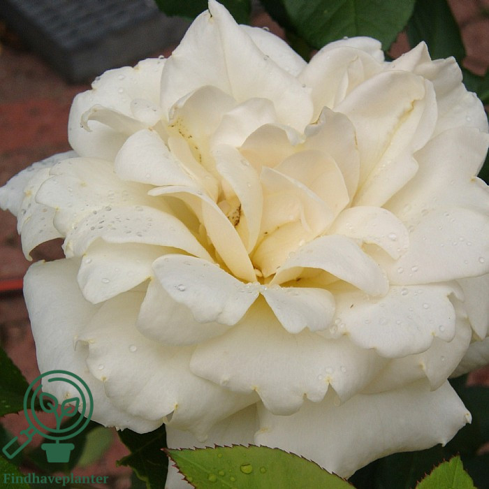 Rosa ‘Nina Renaissance’ – Find haveplanter