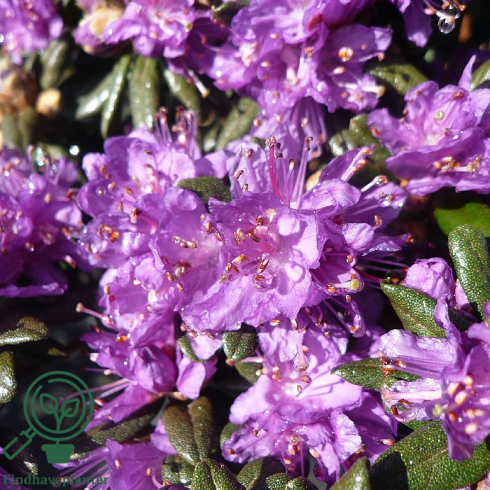 Rhododendron 'Purple Pillow'  Find haveplanter
