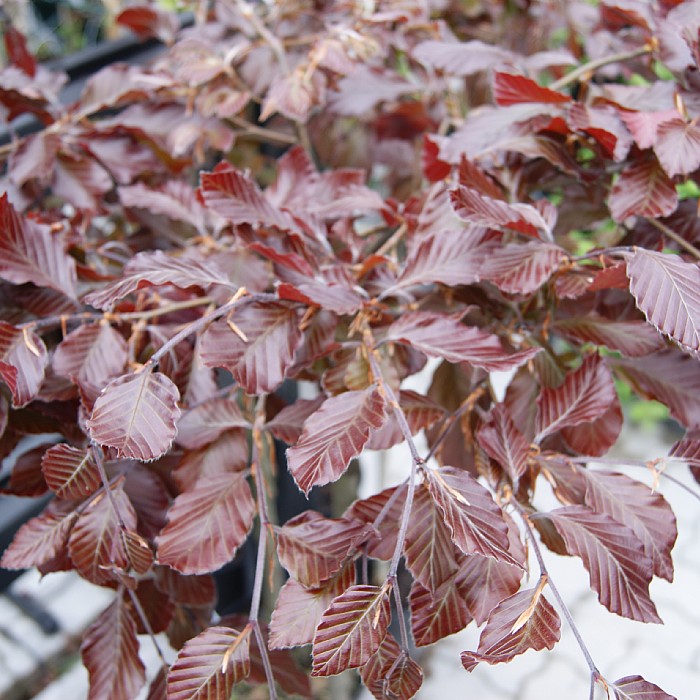 Fagus sylvatica ‘Purpurea Pendula’ – Find haveplanter
