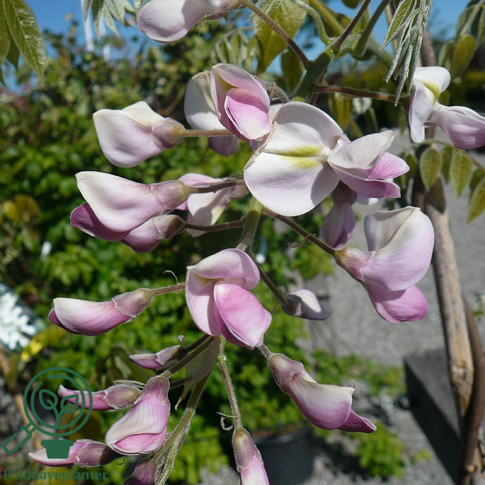 Wisteria brachybotrys 'Showa Beni'  Find haveplanter
