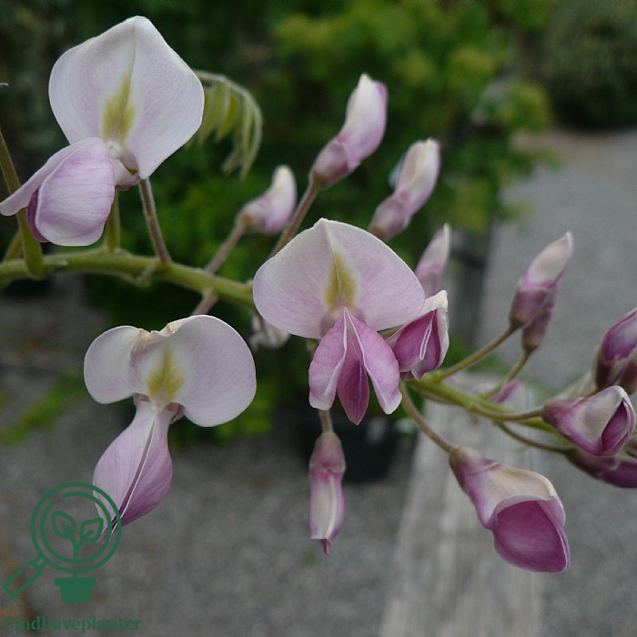 Wisteria brachybotrys 'Showa Beni'  Find haveplanter