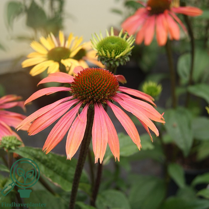 echinacea-summer-cocktail-find-haveplanter