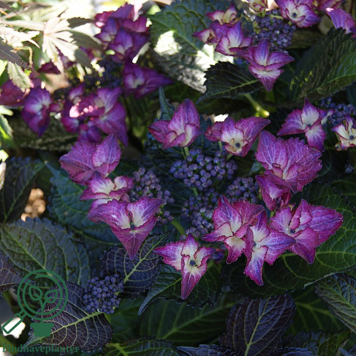 Hydrangea macrophylla 'Dark Angel Purple' – Find haveplanter