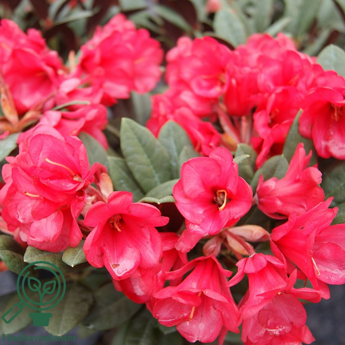 Rhododendron 'Burletta'  Find haveplanter