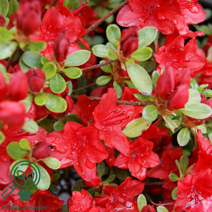 Rhododendron 'Geisha Red'  Find haveplanter