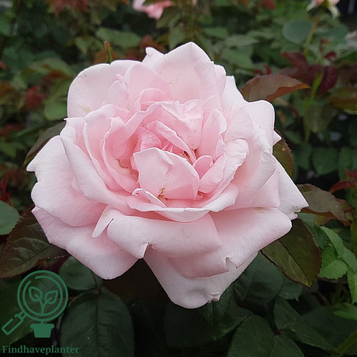 Rosa ‘Raquel Renaissance’ – Find haveplanter