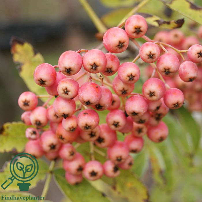 Sorbus ‘Rosmari’ – Find haveplanter