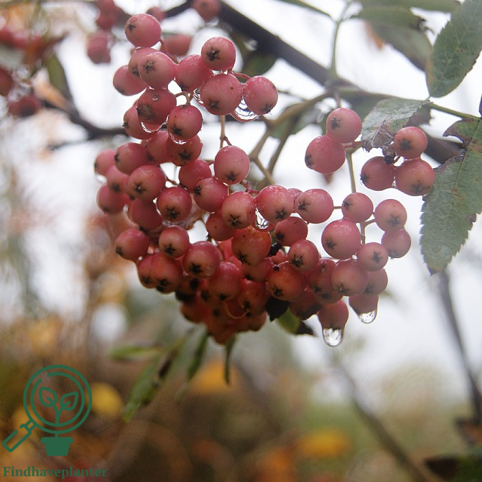 Sorbus ‘Rosmari’ – Find haveplanter