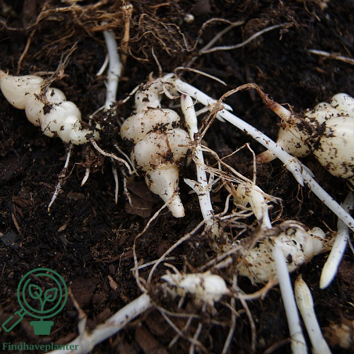 Stachys affinis Find haveplanter