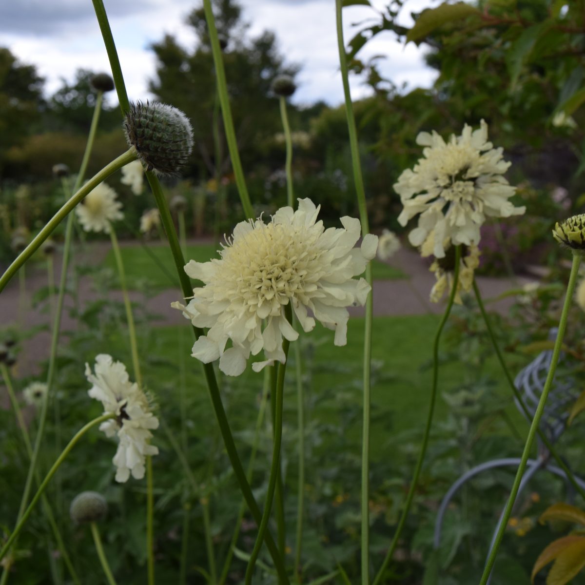 cephalaria-gigantea-find-haveplanter