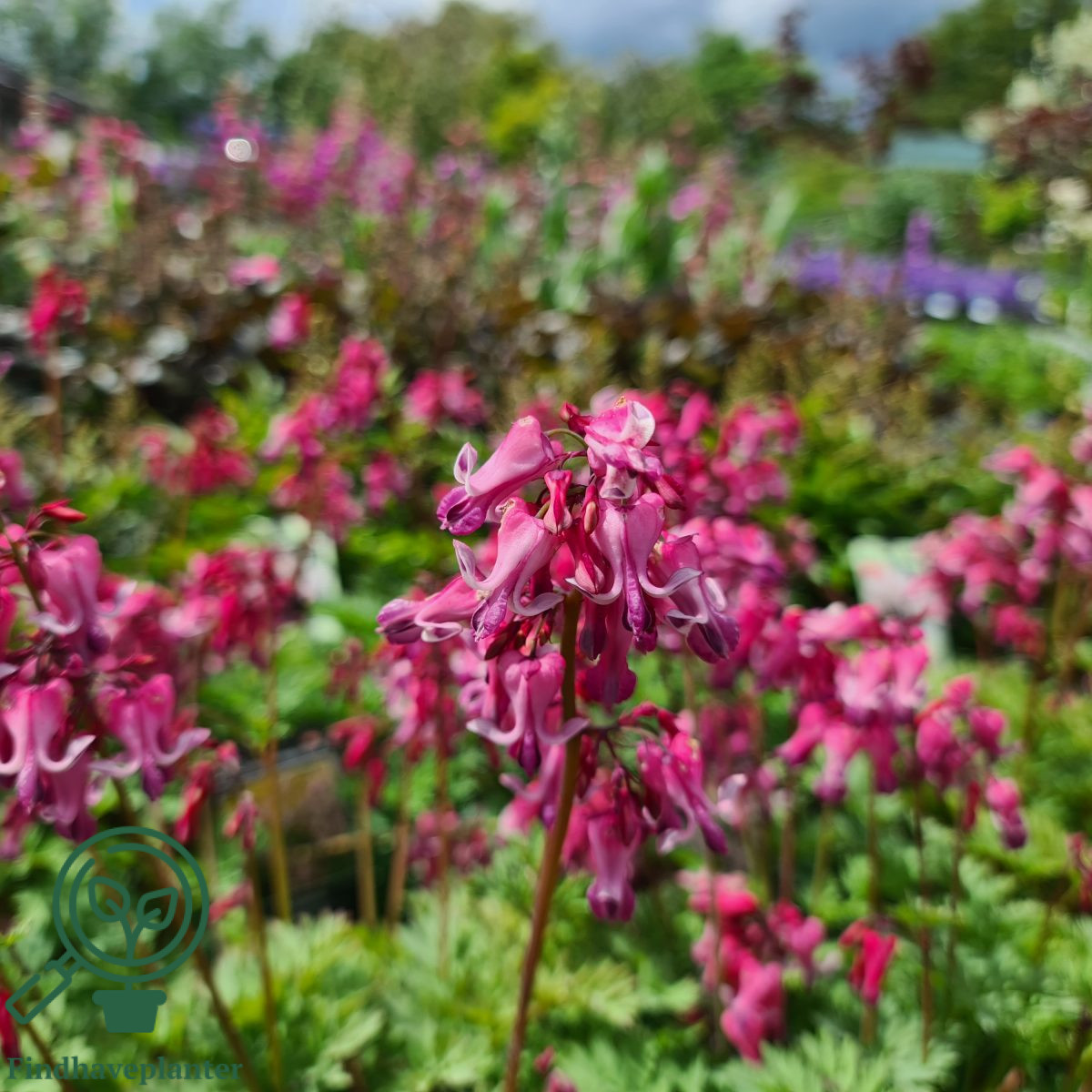 Dicentra hybrid ‘Pink Diamonds’ Find haveplanter