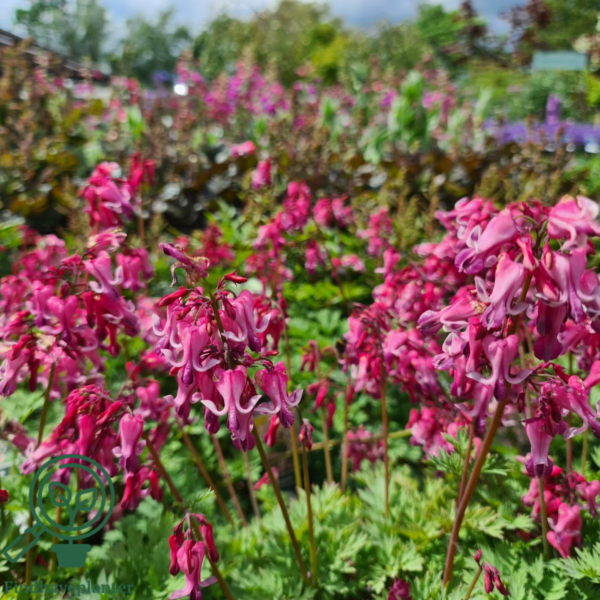 Dicentra hybrid ‘Pink Diamonds’ Find haveplanter