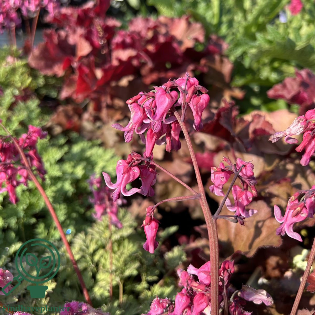 Dicentra hybrid ‘Pink Diamonds’ Find haveplanter