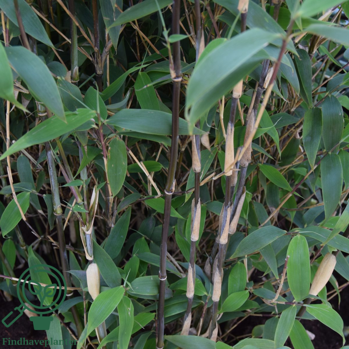 Fargesia ‘Red Zebra’ Find haveplanter