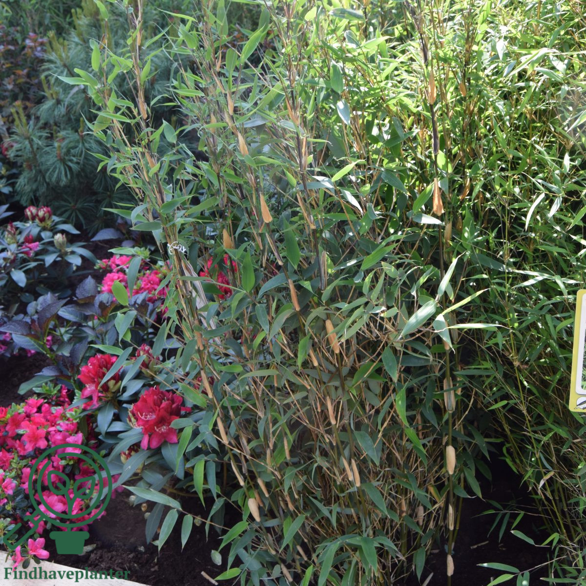 Fargesia ‘Red Zebra’ Find haveplanter