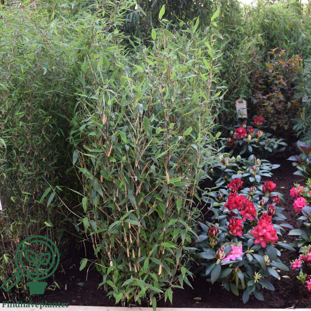 Fargesia ‘Red Zebra’ Find haveplanter