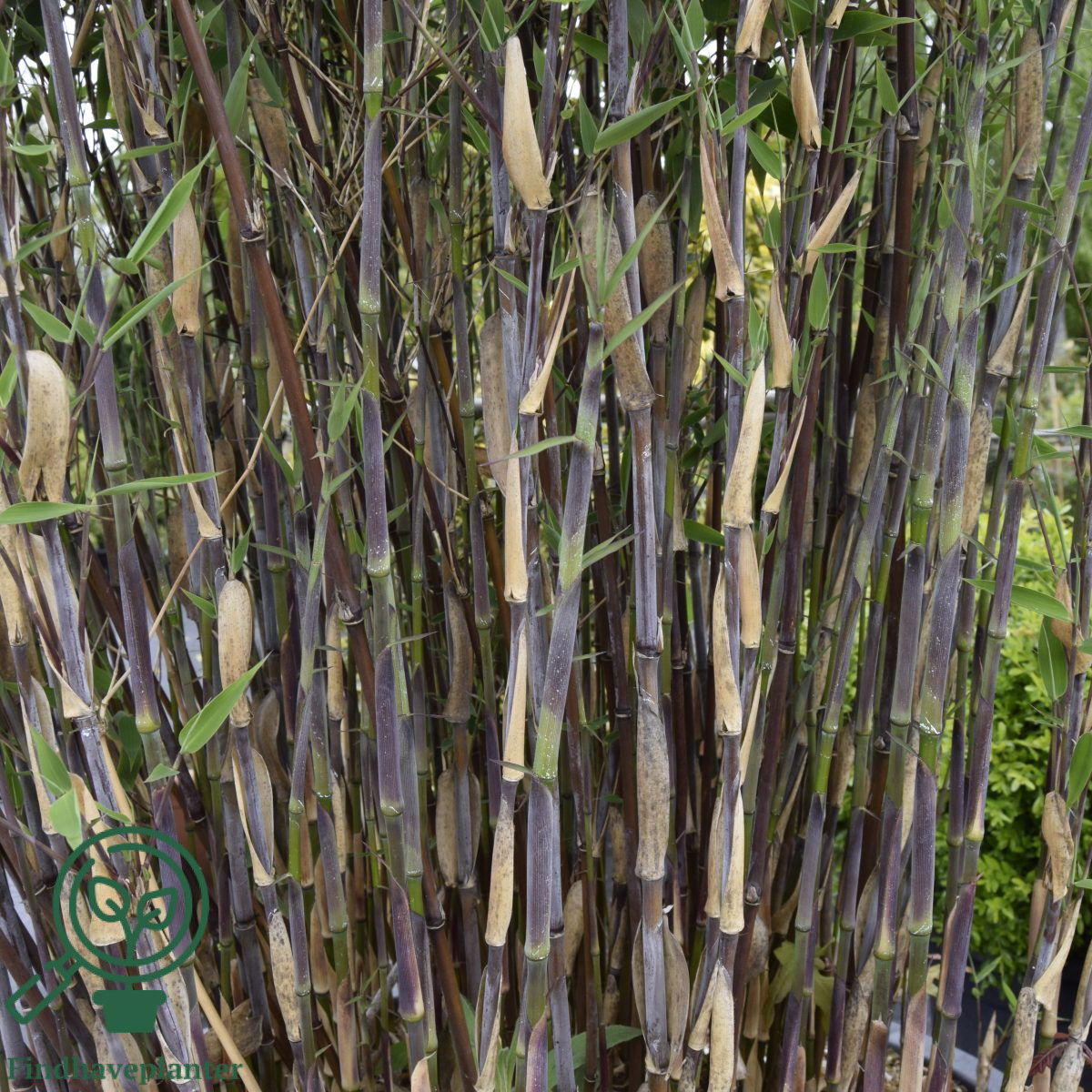 Fargesia ‘Red Zebra’ Find haveplanter