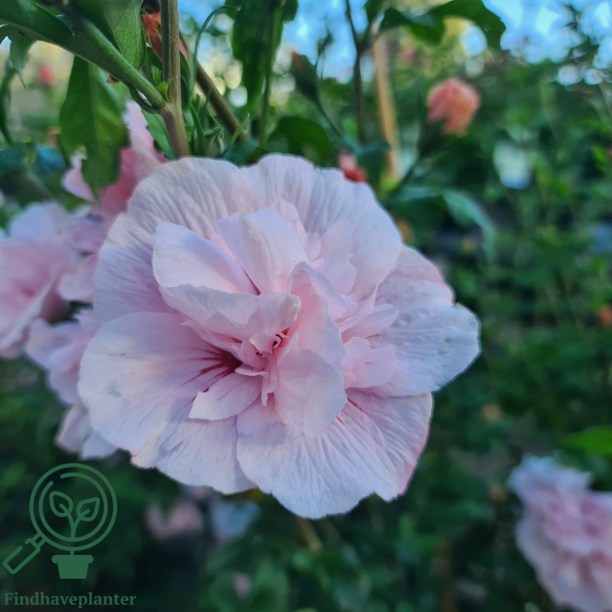 Hibiscus Syriacus Pink Chiffon - Ibisco - Foto 3